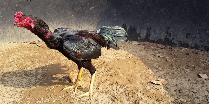 Mẹo chọn gà đá jun88 - đánh trận nào cũng thắng 6 Mẹo chọn gà đá jun88