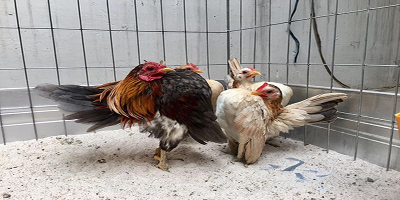 Chia Sẻ Kinh Nghiệm Mua Bán Gà Đá An Giang Cực Chính Xác 4 Bán Gà Đá An Giang