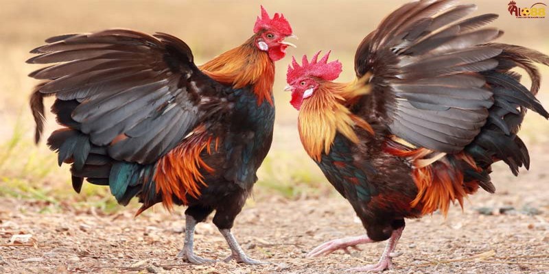 Cách Đá Gà Trên Mạng Giúp Game Thủ Thắng Mọi Kèo Đấu 5 Cách Đá Gà Trên Mạng