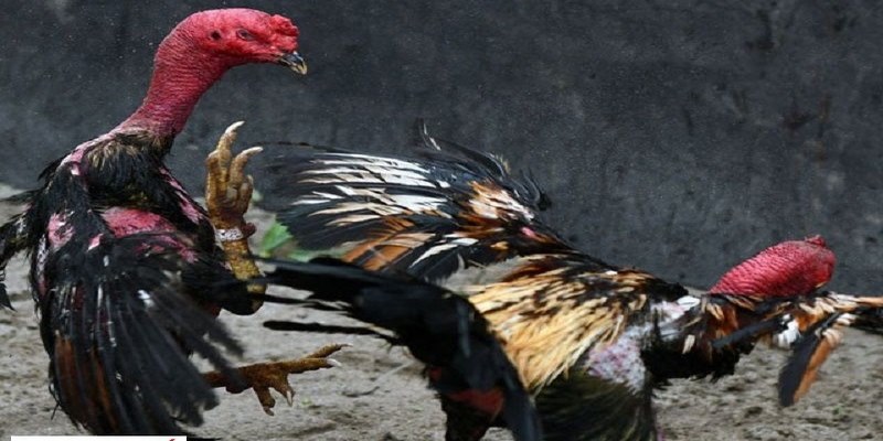 Cách Đá Gà Trên Mạng Giúp Game Thủ Thắng Mọi Kèo Đấu 4 Cách Đá Gà Trên Mạng