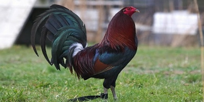 Quy Trình Và Cách Nhập Gà Mỹ Về Việt Nam Người Nuôi Cần Biết 4 cách nhập gà Mỹ về Việt Nam