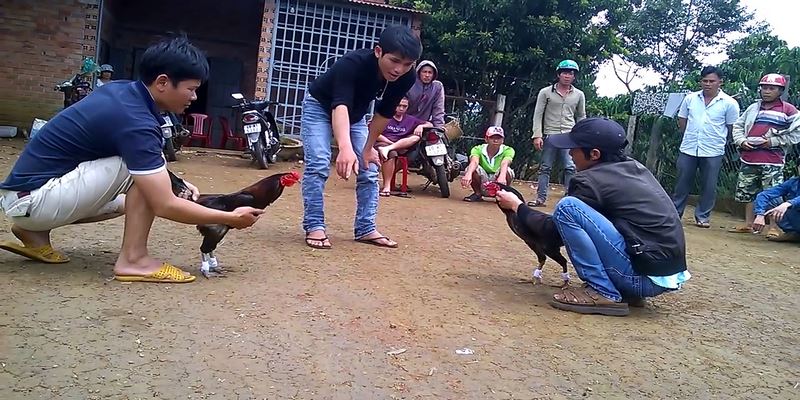 Đá Gà Tre Miền Tây - Đặc Điểm Nhận Biết Chiến Kê Nhỏ Có Võ  6 Đá Gà Tre Miền Tây