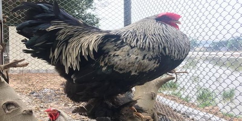 Gà Kì Lân Và Tất Cả Các Thông Tin Thú Vị Về Giống Gà Này 5 Gà kì lân