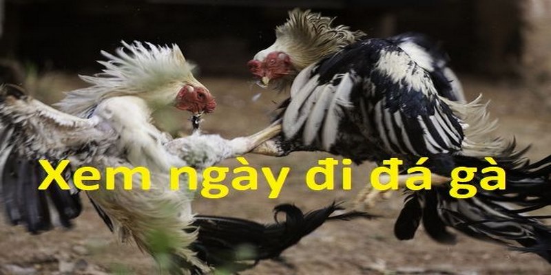 Ngay Đinh Mùi Đá Gà Gì? Để Khi Ra Trận Bách Trúng Bách Thắng 4 Ngay Đinh Mùi Đá Gà Gì?