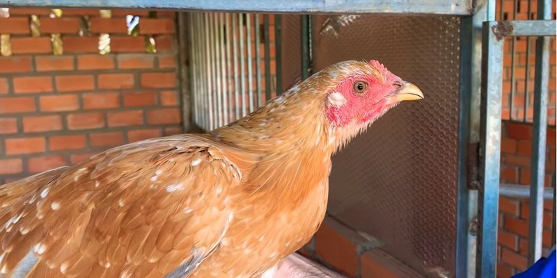 Trại gà Hưng Cần Thơ Năm 2021 - Trại Gà Đá Uy Tín Tại Việt Nam  6 Trại gà Hưng Cần Thơ năm 2021