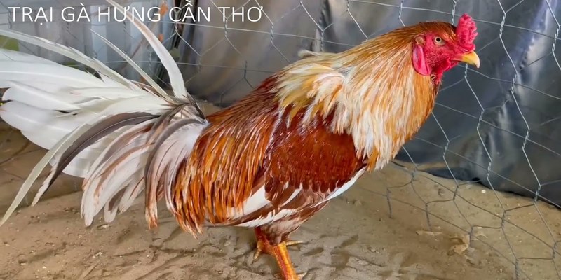 Trại gà Hưng Cần Thơ Năm 2021 - Trại Gà Đá Uy Tín Tại Việt Nam  5 Trại gà Hưng Cần Thơ năm 2021