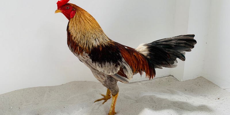 Trại Gà Đá Nam Phát Nức Tiếng Tại Khu Vực Miền Nam  4 Trại gà đá Nam Phát