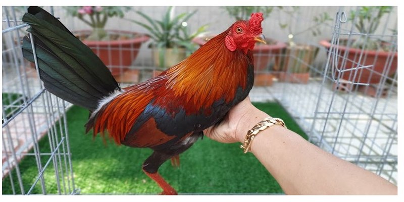 Trại Gà Đá Nam Phát Nức Tiếng Tại Khu Vực Miền Nam  5 Trại gà đá Nam Phát