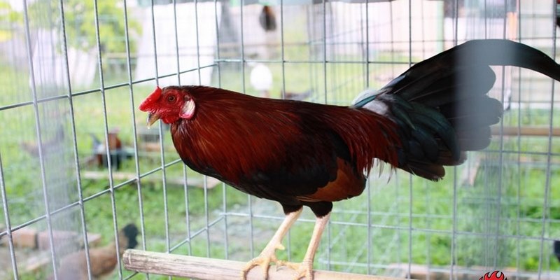 Trại Gà Đá Nam Phát Nức Tiếng Tại Khu Vực Miền Nam  6 Trại gà đá Nam Phát